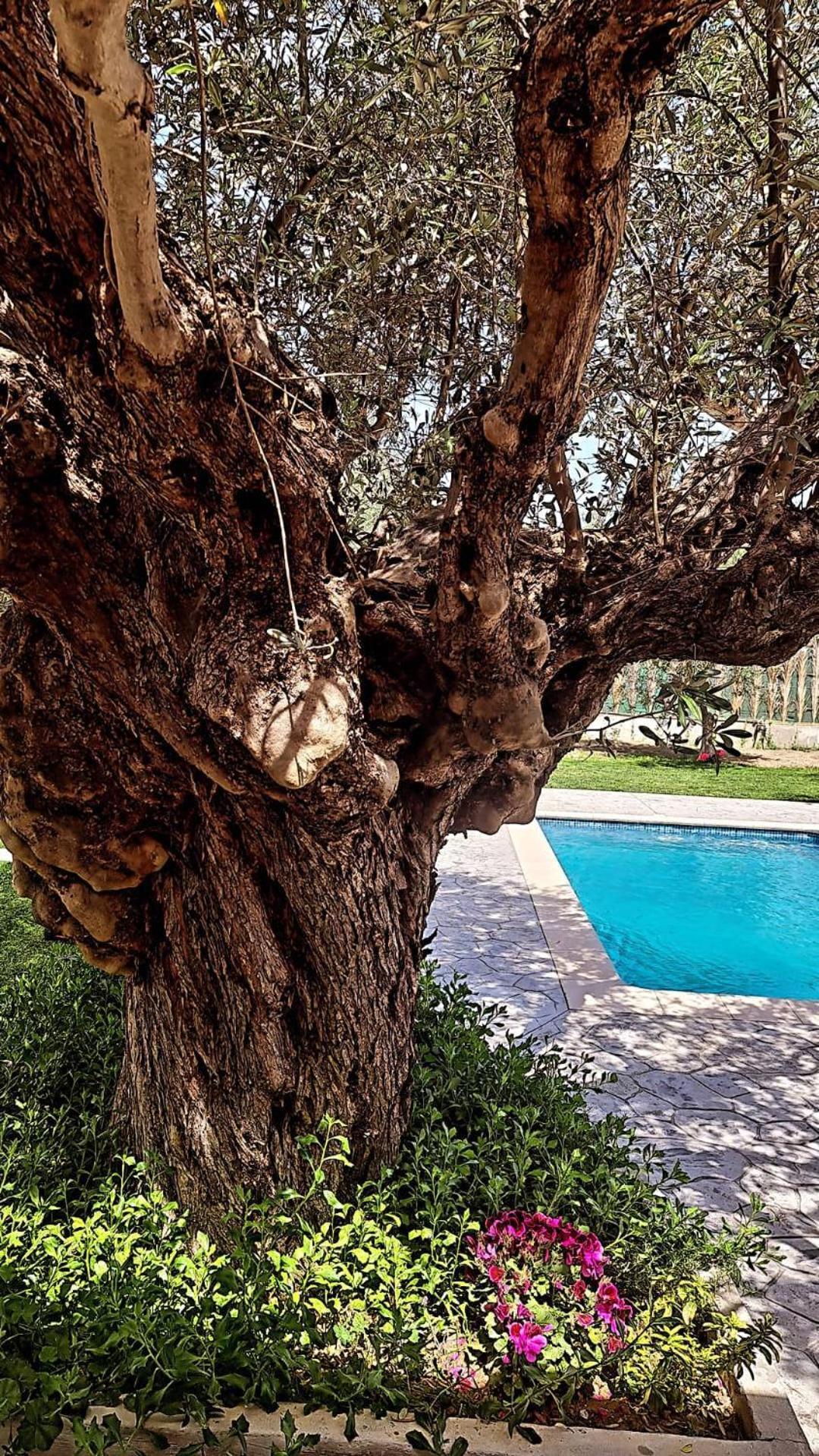 Olive Sense With Jacuzzi And Sauna